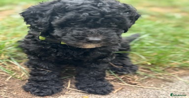 Cockapoo dogs - Advert 9