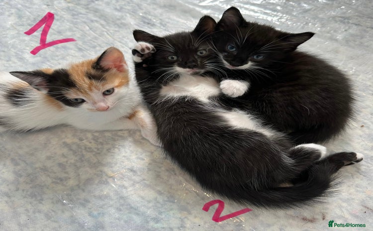 Mixed Breed cats - Advert 14