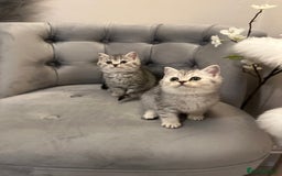 British Shorthair cats for sale: Silver Spotted Full Pedigree Registered BSH - Image 20