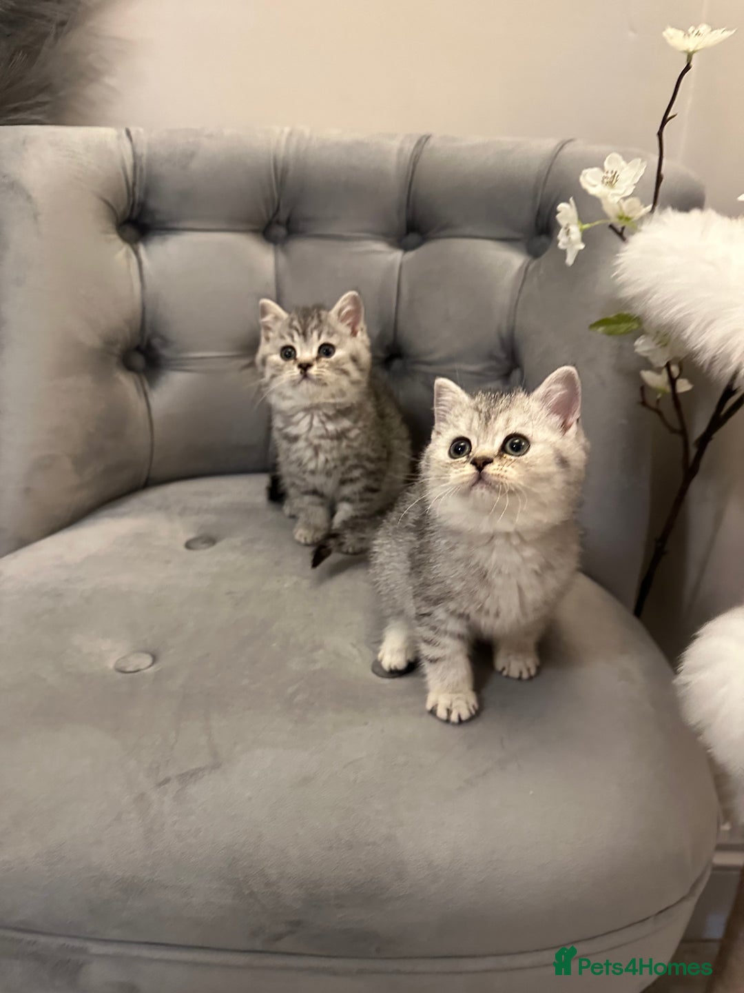 British Shorthair cats for sale: Silver Spotted Full Pedigree Registered BSH - Image 20