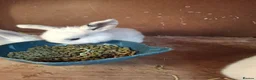 Mini Lop rabbits for sale: Mini lop baby rabbits  in Grimsby - Advert 2