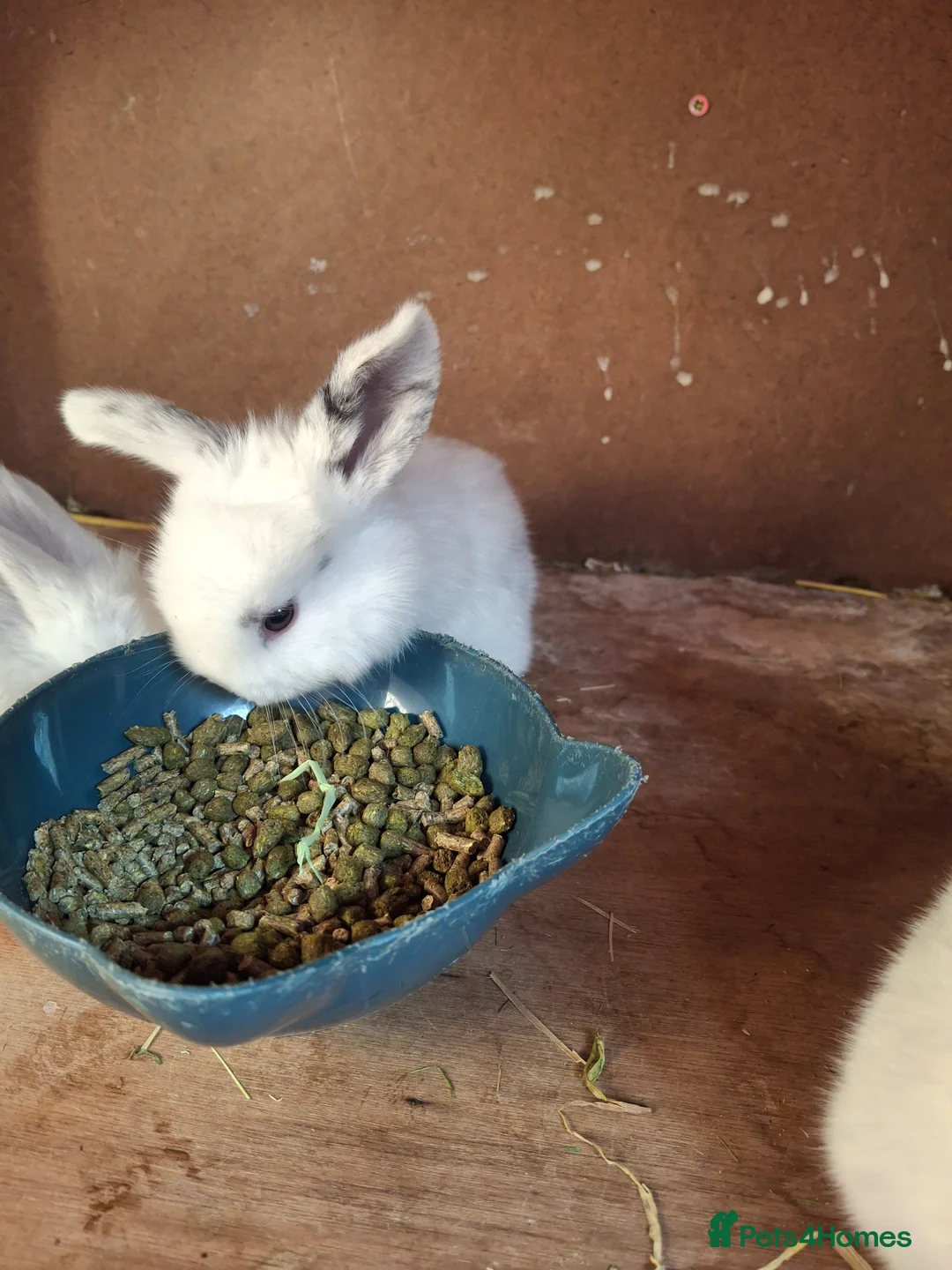 Mini Lop rabbits for sale: Mini lop baby rabbits  in Grimsby - Advert 2