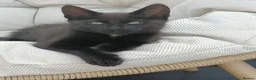 Maine Coon cats for sale: Maincoon X twin girls  - Advert 5