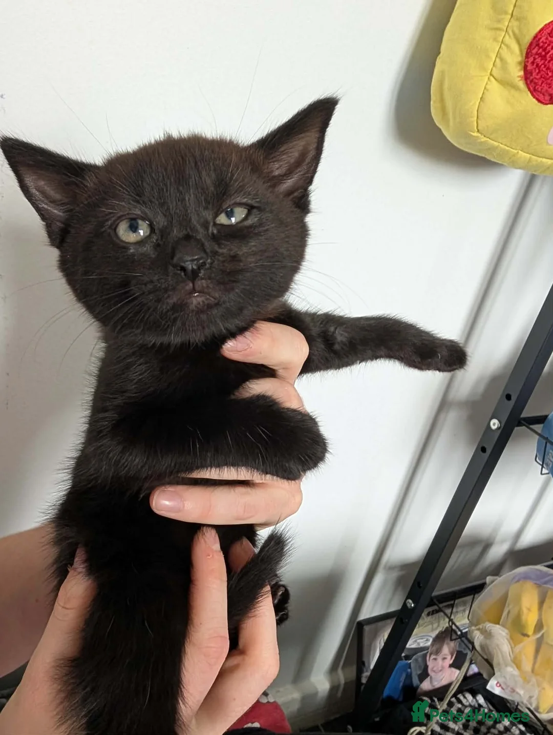Mixed Breed cats for sale: 4 kittens for sale  in Halifax - Advert 2
