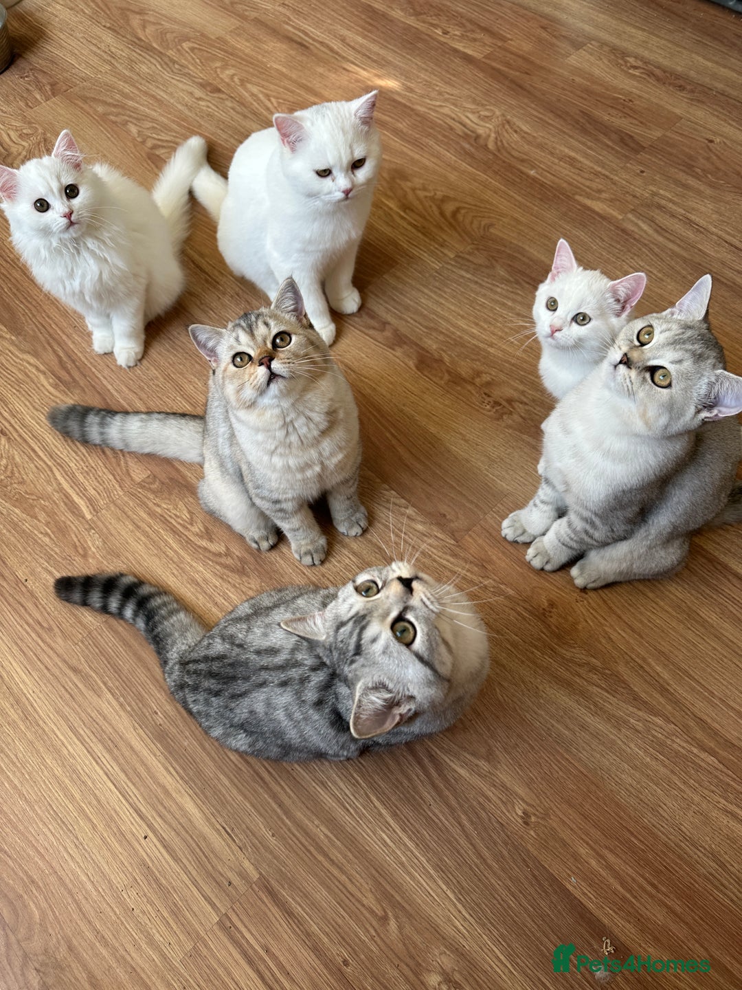 British Shorthair cats for sale: Gorgeous British Longhair & Shorthair Kittens - Advert 20