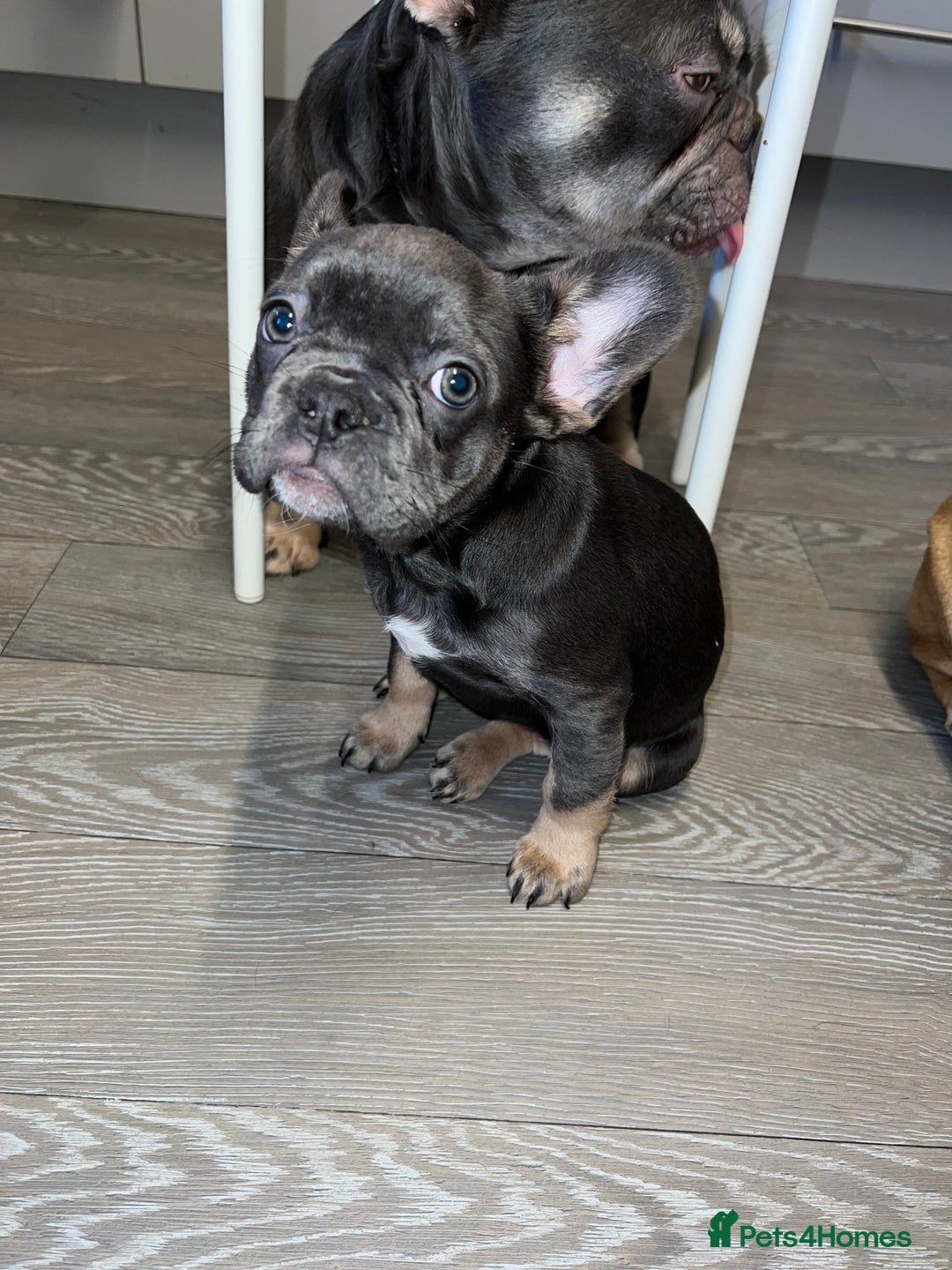 French Bulldog dogs for sale: Adorable Purebred Female French Bulldogs Ready! - Advert 11
