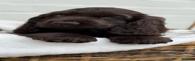 Cocker Spaniel 3