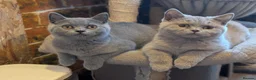 British Shorthair cats for sale: GCCF British Shorthair kittens  - Advert 4
