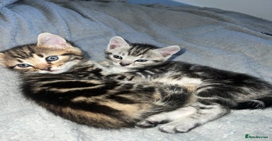 Bengal cats - Advert 11