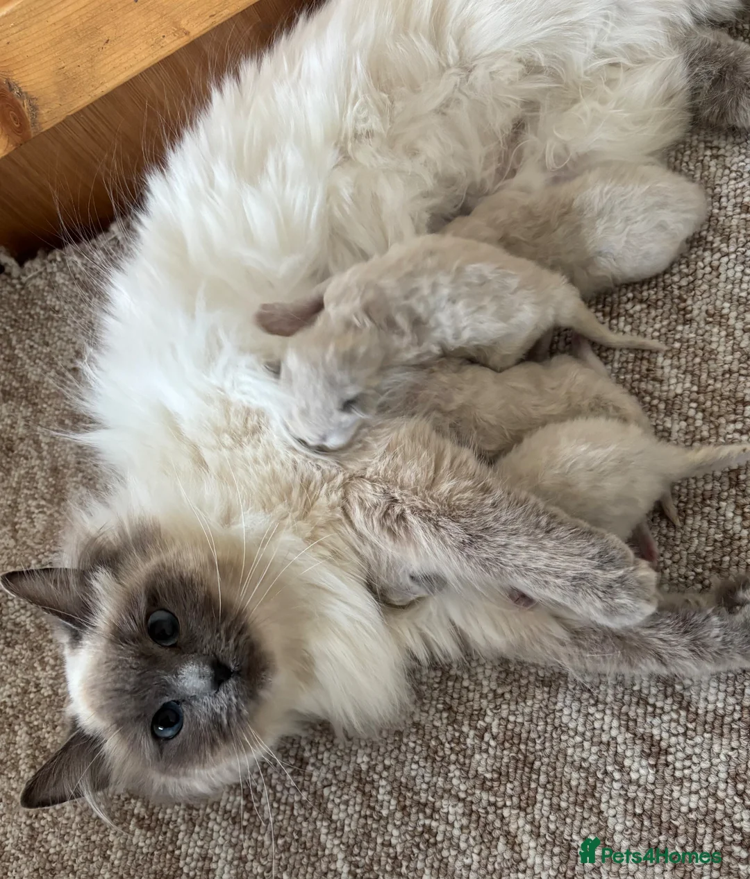 Ragdoll cats for sale: Ragdoll kittens  - Advert 13