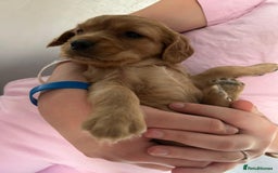 Cavapoo dogs for sale: Beautiful f1b cavapoo puppies  - Image 1