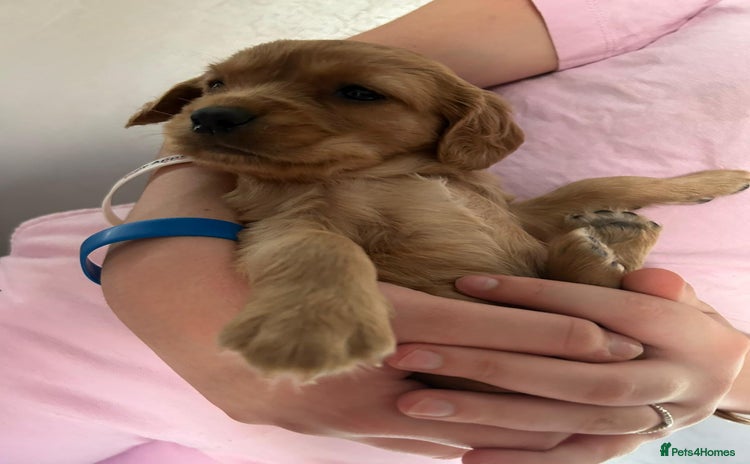 Cavapoo dogs - Advert 2