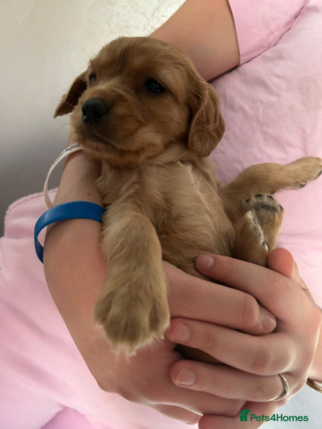 Cavapoo dogs for sale: Beautiful f1b cavapoo puppies  - Image 1