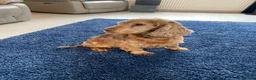 Cocker Spaniel dogs for sale: Show type cocker spaniel spayed.  - Advert 2