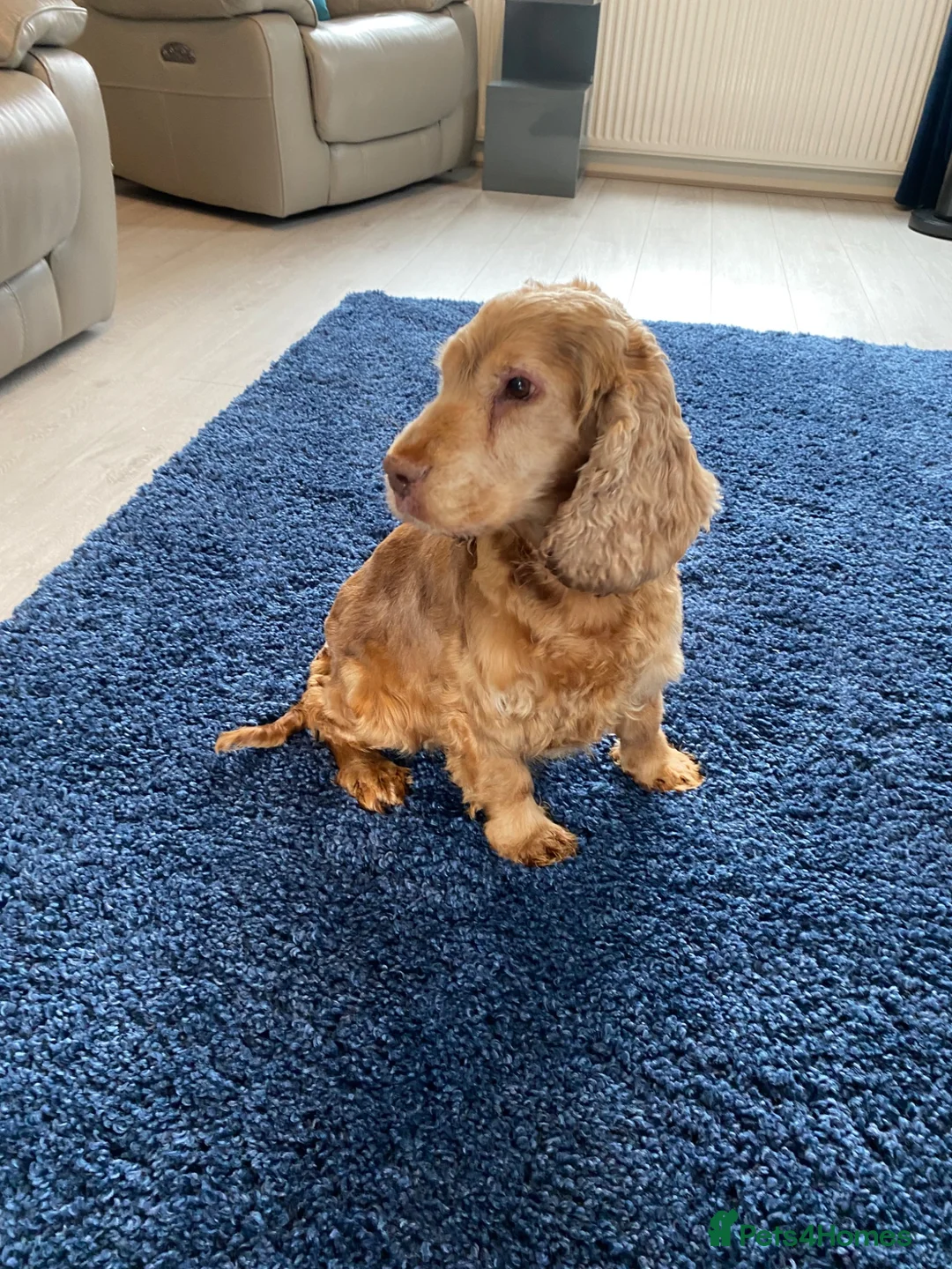 Cocker Spaniel dogs for sale: Show type cocker spaniel spayed.  - Advert 2