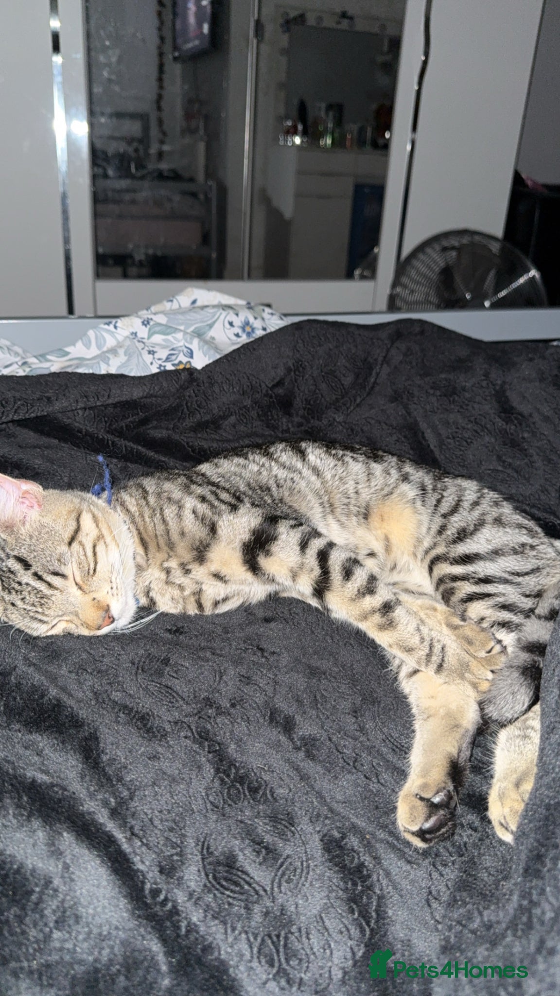 Maine Coon cats Maine coon/tabby cat for sale - Advert 3