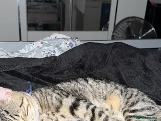 Maine Coon cats Maine coon/tabby cat for sale - Advert 6