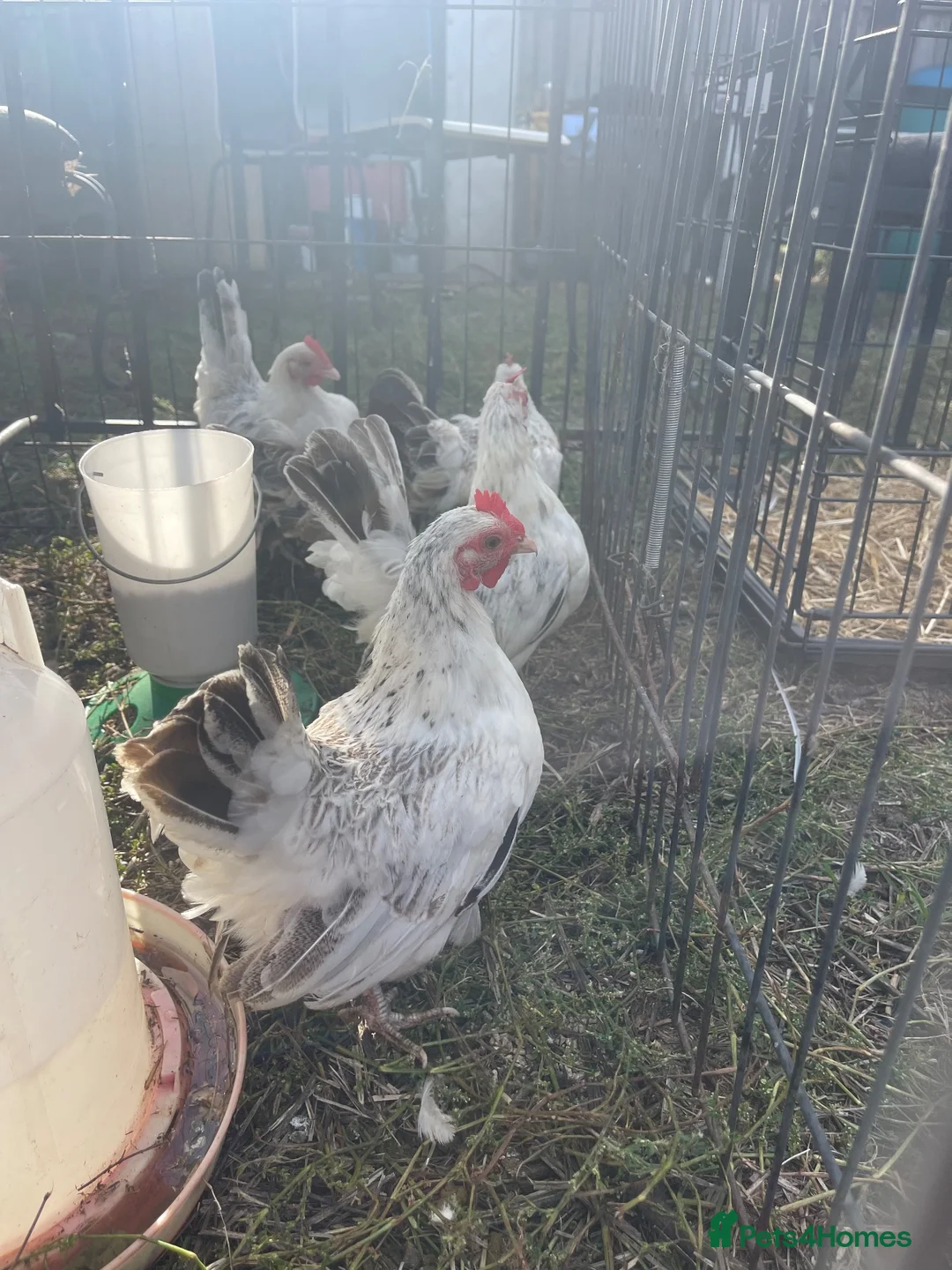Chickens poultry for sale: 5 Serama hens & cock, perfect set up in Tilbury - Advert 2