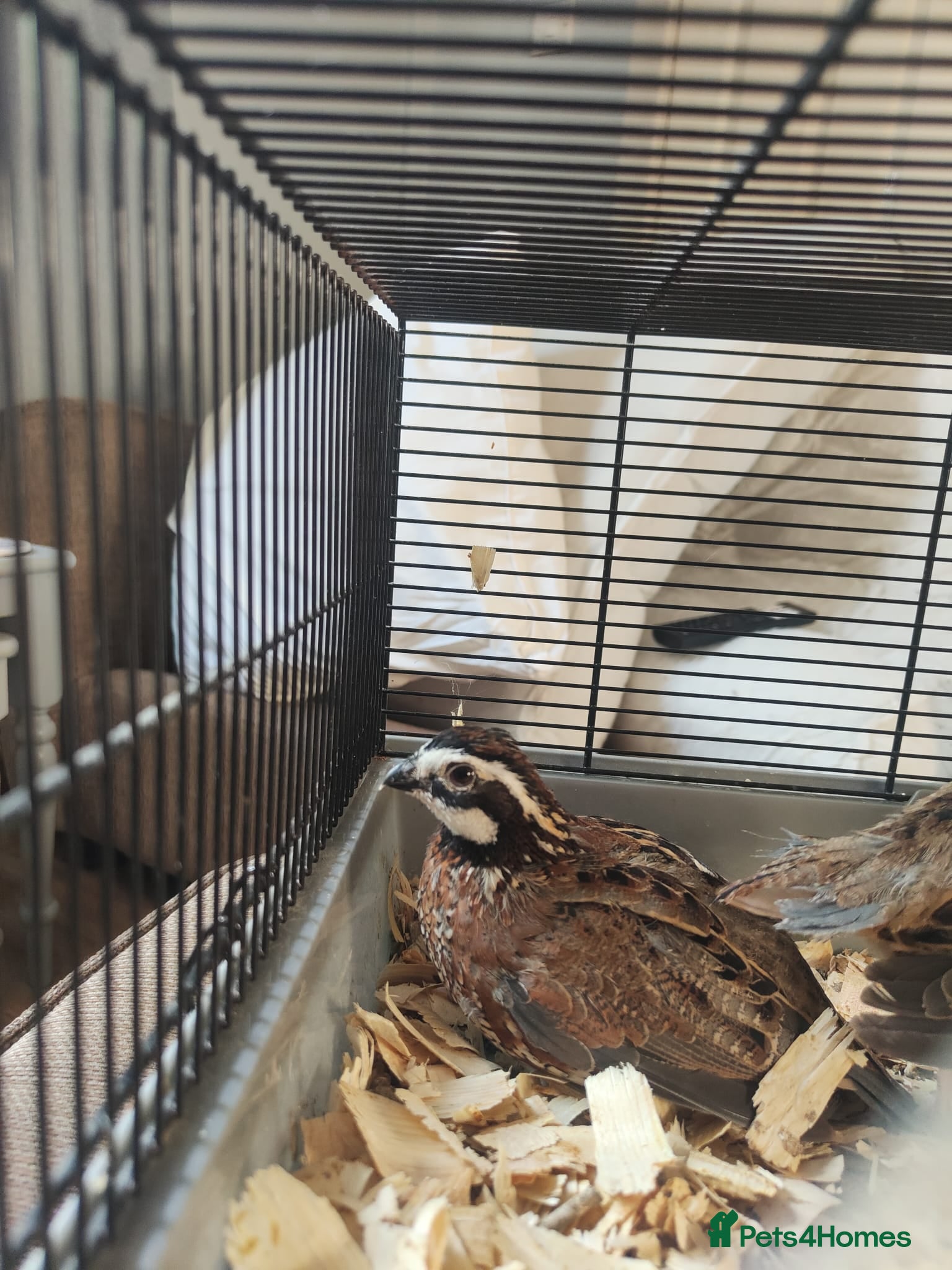 Quail poultry Trio of bobwhite quail  - Advert 1