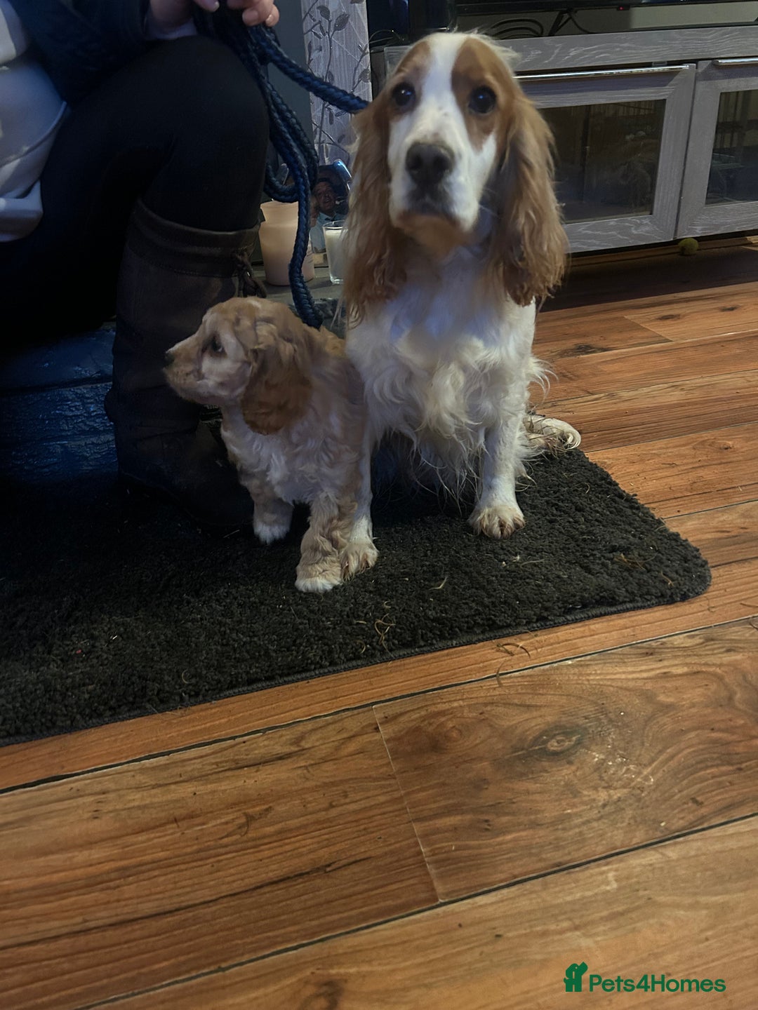 Cockapoo dogs for sale: Cockapoo Puppy - Advert 2