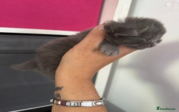 Ragdoll cats for sale: Ragdoll x British blue ONE MALE - Image 16