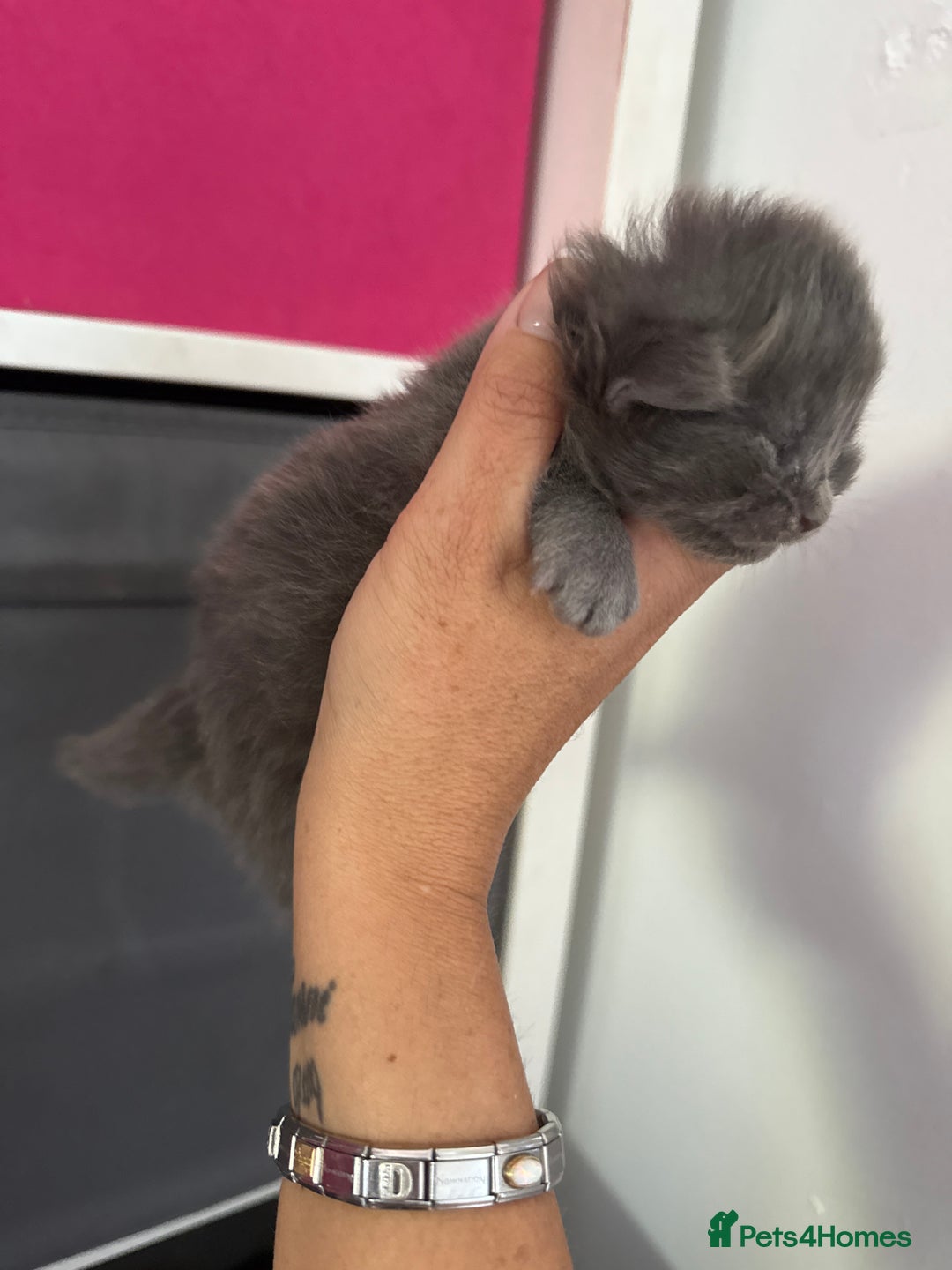 Ragdoll cats for sale: Ragdoll x British blue ONE MALE - Image 16