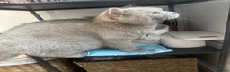 British Shorthair cats for sale: BSH girl  in Glasgow - Advert 2