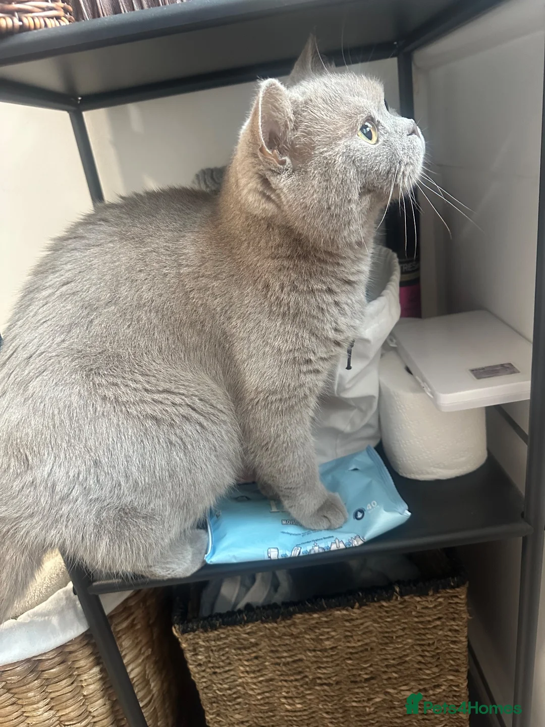 British Shorthair cats for sale: BSH girl  in Glasgow - Advert 2