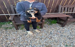 Cocker Spaniel dogs for sale: Working cocker spaniels  - Image 30
