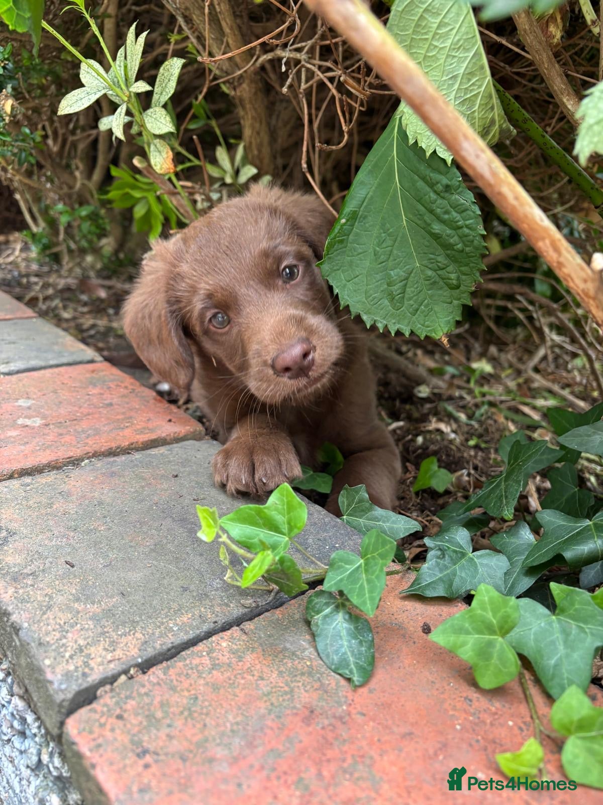 Labradoodle dogs Adorable miniature labradoodles READY NOW - Advert 2