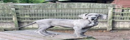 Great Dane dogs for sale: Beautiful Great Dane Girls  - Advert 1