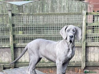Great Dane dogs Beautiful Great Dane Girls - Advert 13