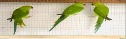 Ringnecks birds for sale: Beautiful coloured ringneck parrots for sale. - Advert 8
