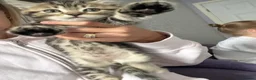 British Shorthair cats for sale: 5 kittens ready for loving homes  in Hull - Advert 6