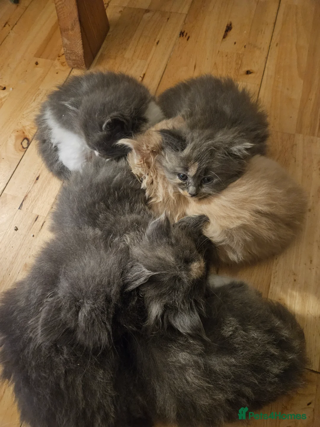 Mixed Breed cats for sale: Fluffy kittens  - Advert 5