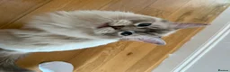 Ragdoll cats for sale: Beautiful Ragdoll Cats Looking for Loving Homes - Advert 3
