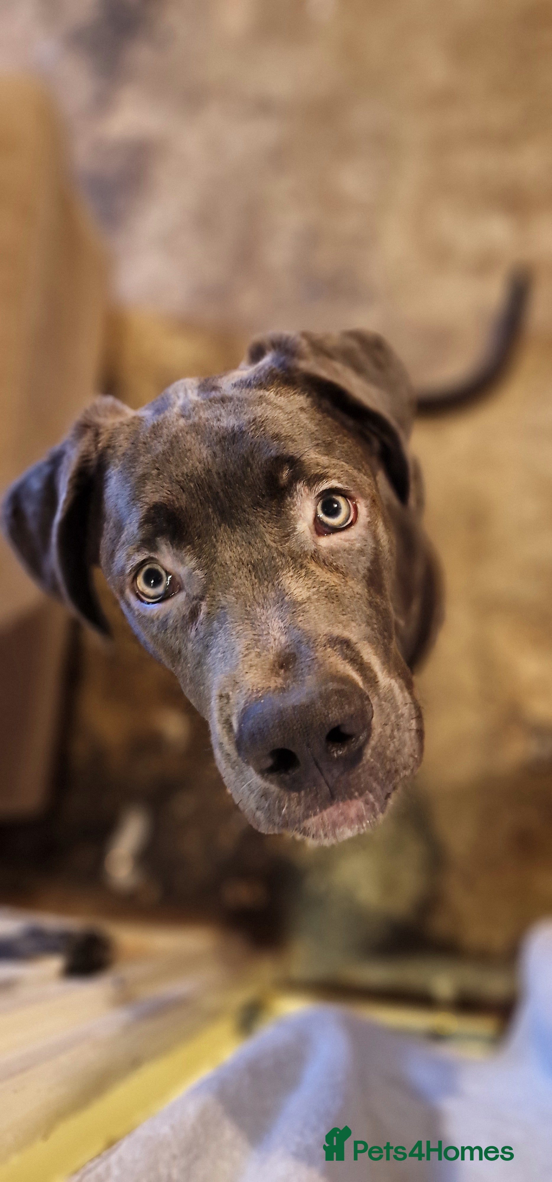 Mixed Breed dogs  mastiff x German x white swiss shepard for sale - Advert 1