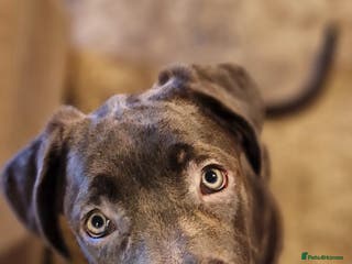 Mixed Breed dogs mastiff x German x white swiss shepard for sale - Advert 7