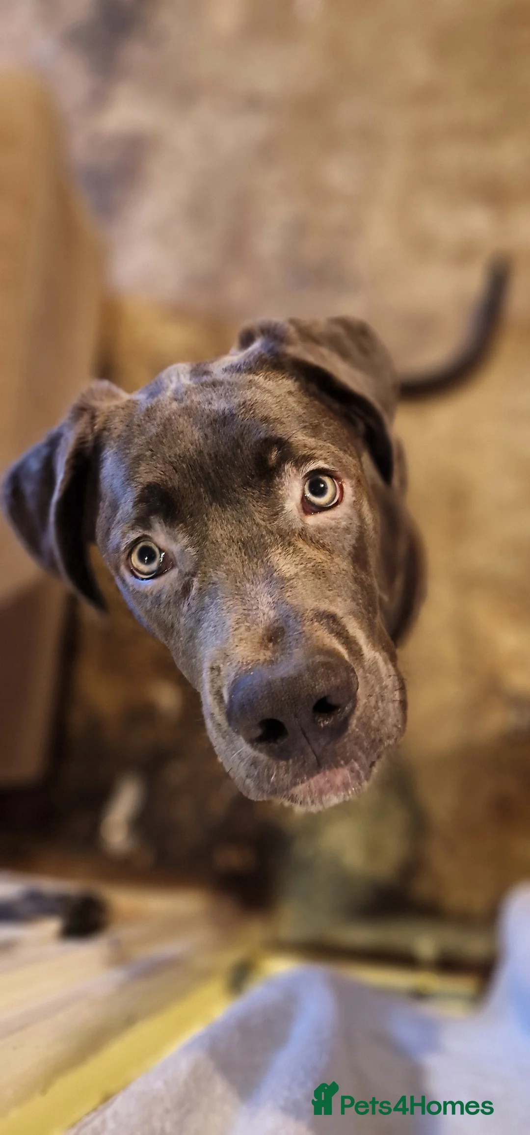 Mixed Breed dogs for sale:  mastiff x German x white swiss shepard for sale - Advert 1