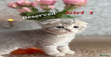 Scottish Fold cats - Advert 4