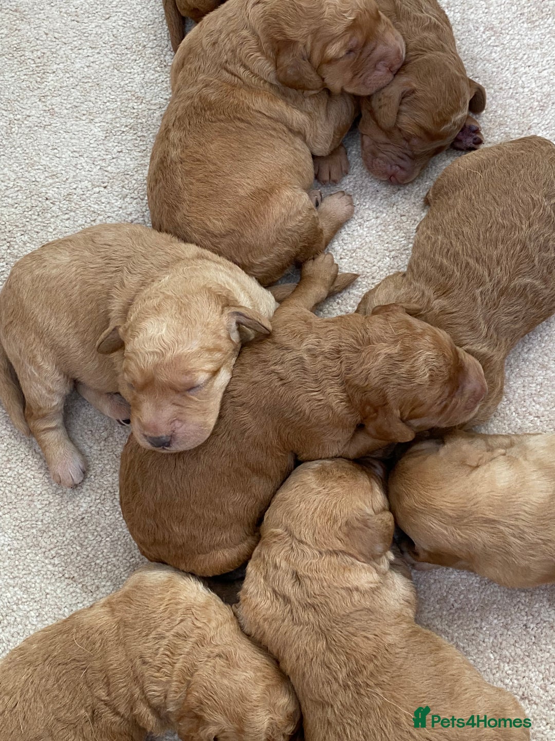 Labradoodle dogs for sale: F1 Red Miniature Labradoodles  - Advert 26
