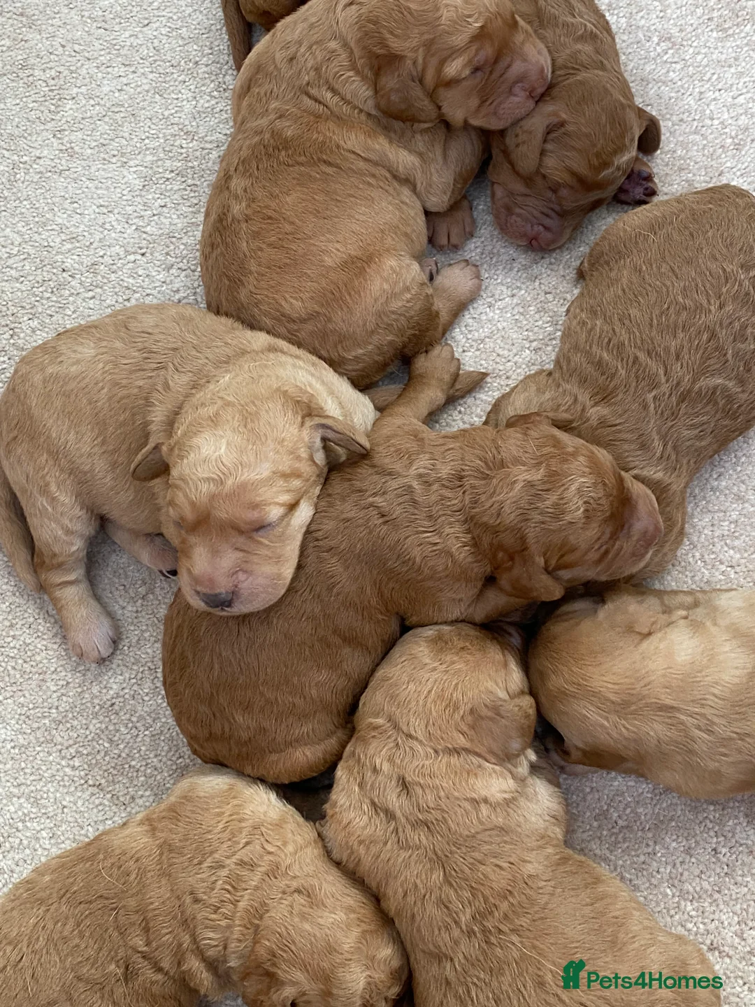 Labradoodle dogs for sale: F1 Red Miniature Labradoodles  - Advert 25