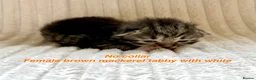 Siberian cats for sale: Really pretty Pedigree Siberian kittens in Droitwich - Advert 12