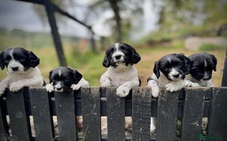English Springer Spaniel dogs for sale: Springer Spaniel Puppies - Image 2