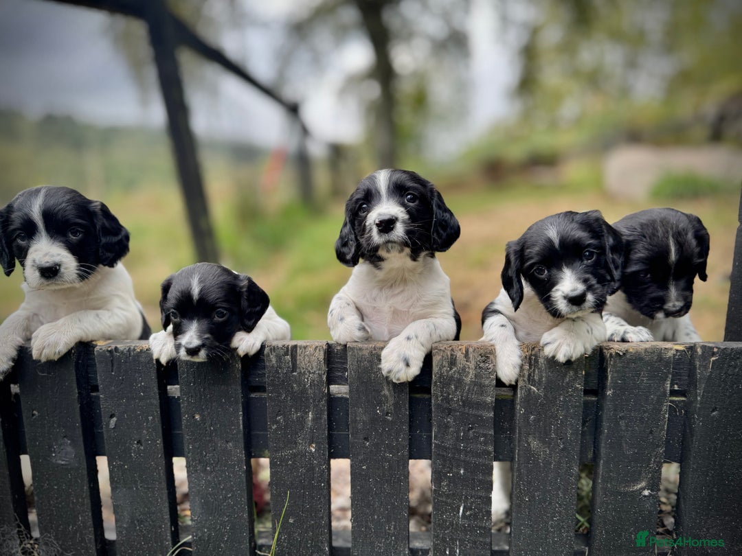 English Springer Spaniel dogs for sale: Springer Spaniel Puppies - Image 2