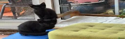 Mixed Breed cats for sale: 2 boys Black Russian  - Advert 10