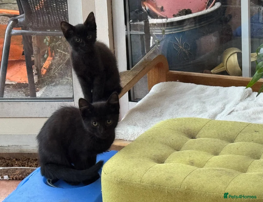 Mixed Breed cats for sale: 2 boys Black Russian  - Advert 10