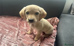 Mixed Breed dogs for sale: 1 male pup, 1 female pup ready now - Image 2