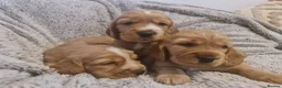 Cocker Spaniel dogs for sale: 3 golden Cocker Spaniels  - Advert 3