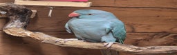 Parrots birds for sale: Male  and female indian ringneck parrots - Advert 2